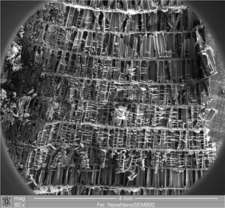 Illustration for article titled Nanometer-Wide PicoToilet, Plus a Gallery of Micrographs